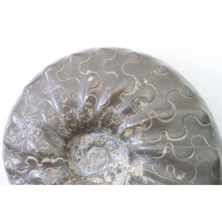 CERATITES NODUSUS - Muschelkalk - Wasselone, FRANCE
