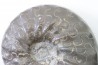 CERATITES NODUSUS - Muschelkalk - Wasselone, FRANCE