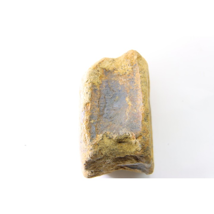 dinosaure vertebra: TRICERATOPS HORRIDUS