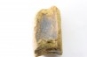 dinosaure vertebra: TRICERATOPS HORRIDUS