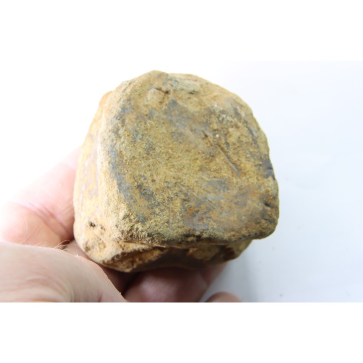 dinosaure vertebra: TRICERATOPS HORRIDUS