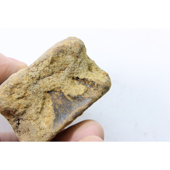 dinosaure vertebra: TRICERATOPS HORRIDUS