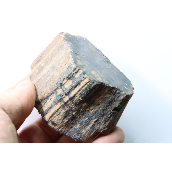 bois fossile - conifère - Permien - Le Muy, 83 - FRANCE