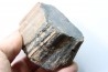 fossil wood - conifère - Permian - Le Muy, 83 - FRANCE