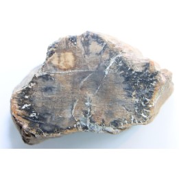 bois fossile - conifère - Permien - Le Muy, 83 - FRANCE