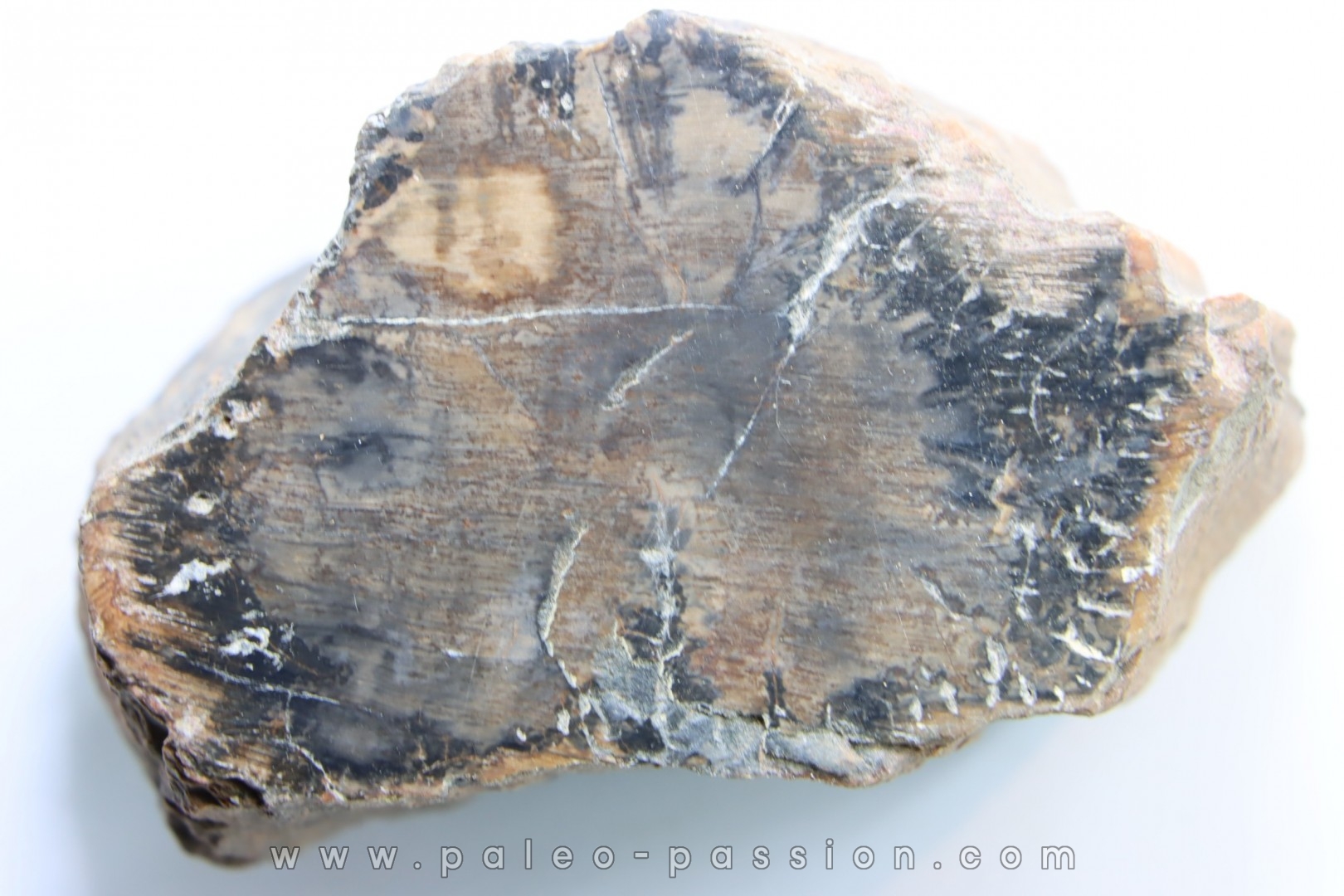 fossil wood - conifère - Permian - Le Muy, 83 - FRANCE