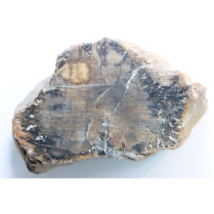 fossil wood - conifère - Permian - Le Muy, 83 - FRANCE