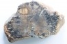 fossil wood - conifère - Permian - Le Muy, 83 - FRANCE