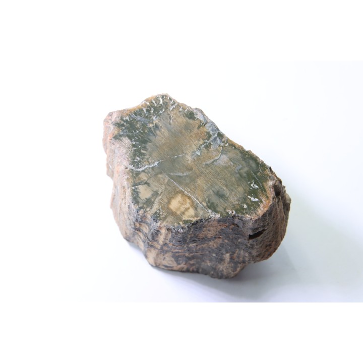 bois fossile - conifère - Permien - Le Muy, 83 - FRANCE