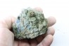 superbe bois fossile en azurite malachite