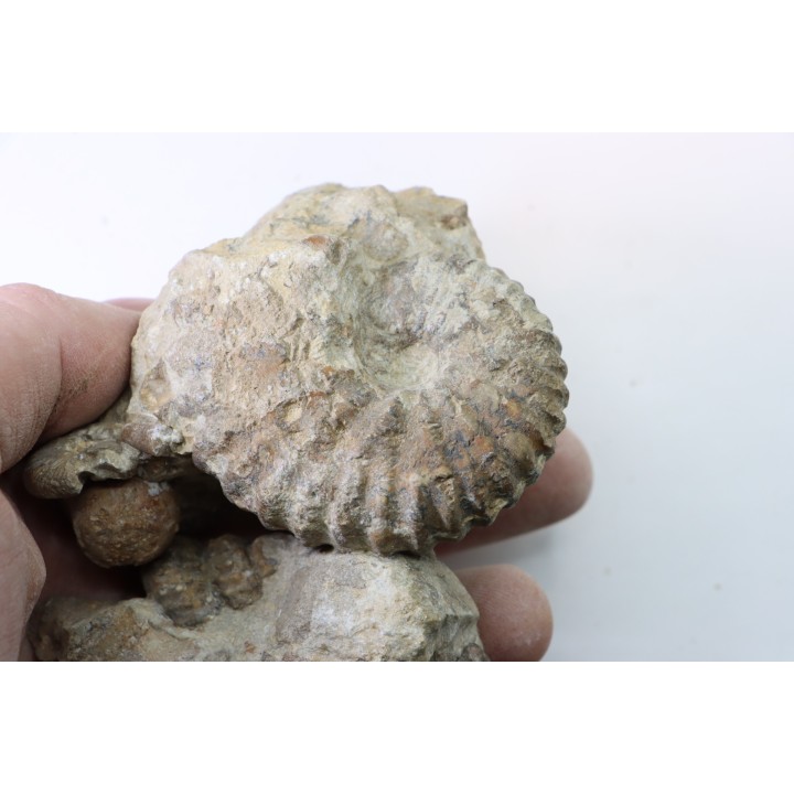 Ammonite Stoliczkaia, mariela, desmoceras, urchin - Upper Albian  - Penzesgyor, HUNGARY