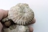 Ammonite Stoliczkaia, mariela, desmoceras, urchin - Upper Albian  - Penzesgyor, HUNGARY