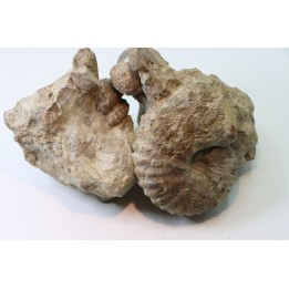 Ammonite Stoliczkaia, mariela, desmoceras, urchin - Upper Albian  - Penzesgyor, HUNGARY