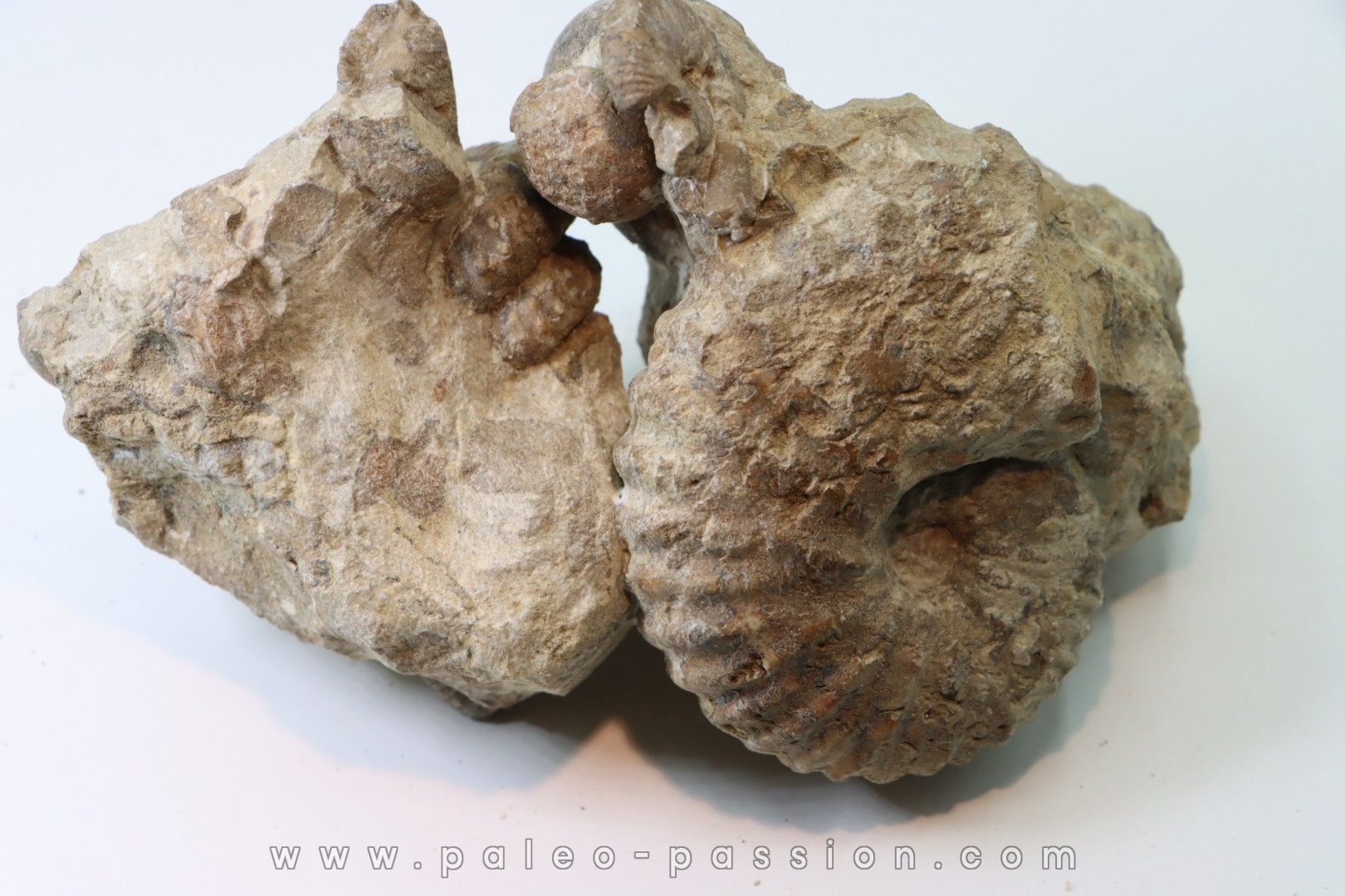 Ammonite Stoliczkaia / mariella / desmoceras / oursin - Albien supérieur - Penzesgyor, Hongrie