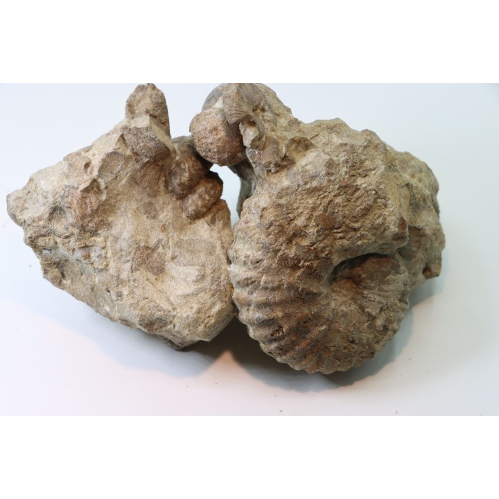 Ammonite Stoliczkaia / mariella / desmoceras / oursin  - Albien supérieur - Penzesgyor, Hongrie