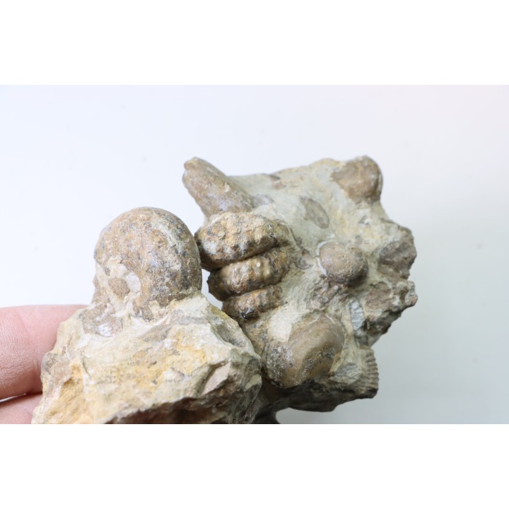 Ammonite Stoliczkaia, mariela, desmoceras, urchin - Upper Albian  - Penzesgyor, HUNGARY