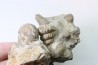 Ammonite Stoliczkaia / mariella / desmoceras / oursin - Albien supérieur - Penzesgyor, Hongrie