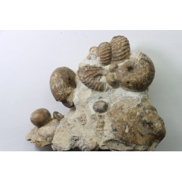 Ammonite , mariella, desmoceras, puzosia, urchin - Upper Albian  - Penzesgyor, HUNGARY