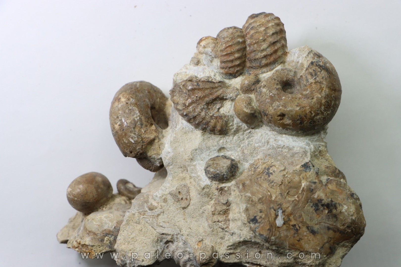 Ammonite mariella / desmoceras / puzosia / oursin / gastéropode- Albien supérieur - Penzesgyor, Hongrie