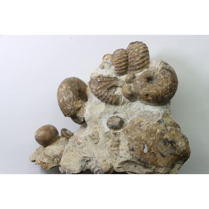 Ammonite mariella / desmoceras / puzosia / oursin / gastéropode- Albien supérieur - Penzesgyor, Hongrie