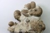 Ammonite , mariella, desmoceras, puzosia, urchin - Upper Albian - Penzesgyor, HUNGARY