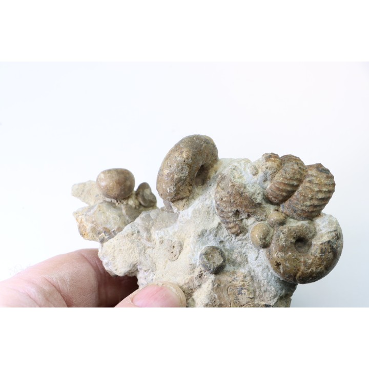 Ammonite mariella / desmoceras / puzosia / oursin / gastéropode- Albien supérieur - Penzesgyor, Hongrie