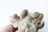 Ammonite mariella / desmoceras / puzosia / oursin / gastéropode- Albien supérieur - Penzesgyor, Hongrie