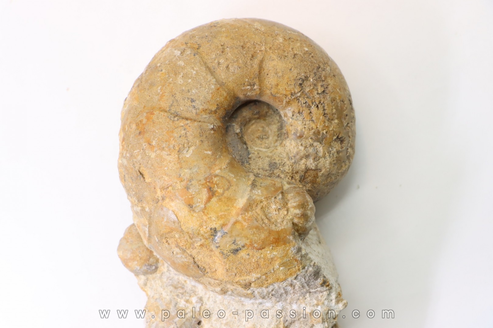 Ammonite ,desmoceras latidorsatum and rare salaziceras salazacense - Upper Albian - Penzesgyor, HUNGARY