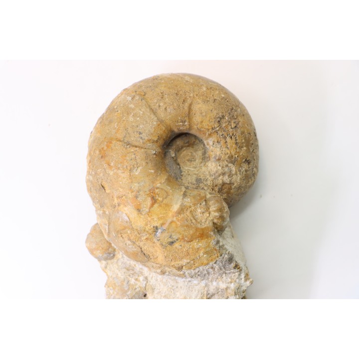Ammonite  desmoceras latidorsatum et RARE salaziceras salazacense -- Albien supérieur - Penzesgyor, Hongrie