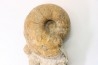 Ammonite ,desmoceras latidorsatum and rare salaziceras salazacense - Upper Albian - Penzesgyor, HUNGARY