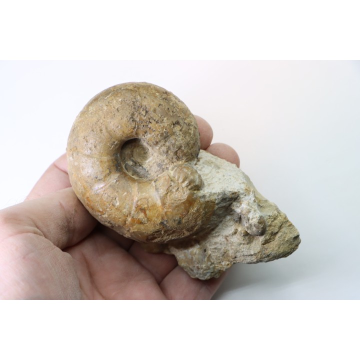 Ammonite  desmoceras latidorsatum et RARE salaziceras salazacense -- Albien supérieur - Penzesgyor, Hongrie