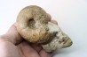 Ammonite desmoceras latidorsatum et RARE salaziceras salazacense -- Albien supérieur - Penzesgyor, Hongrie