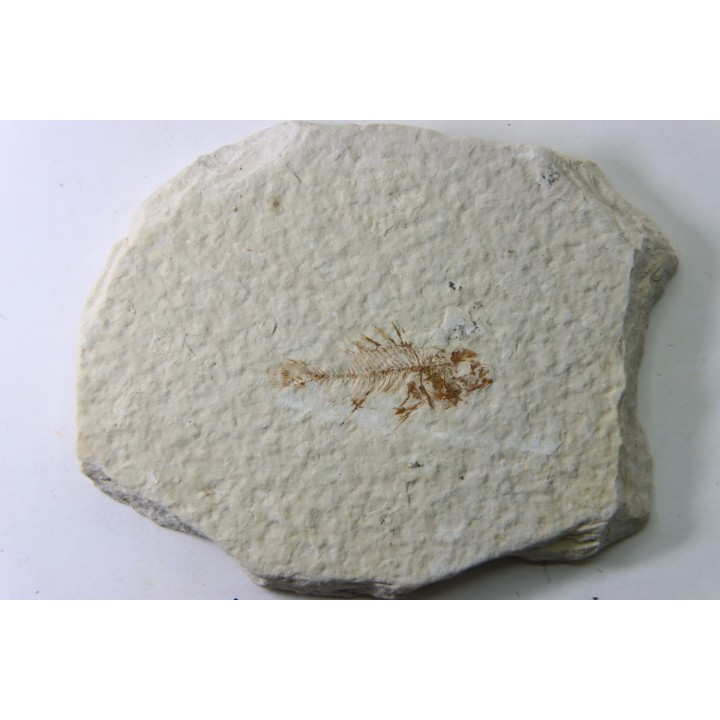 Priscacara serrata - juvenil