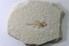 Priscacara serrata - juvenil