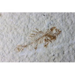 poisson fossile Priscacara serrata juvenile - Eocene - USA