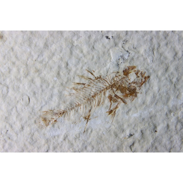poisson fossile Priscacara serrata juvenile - Eocene - USA
