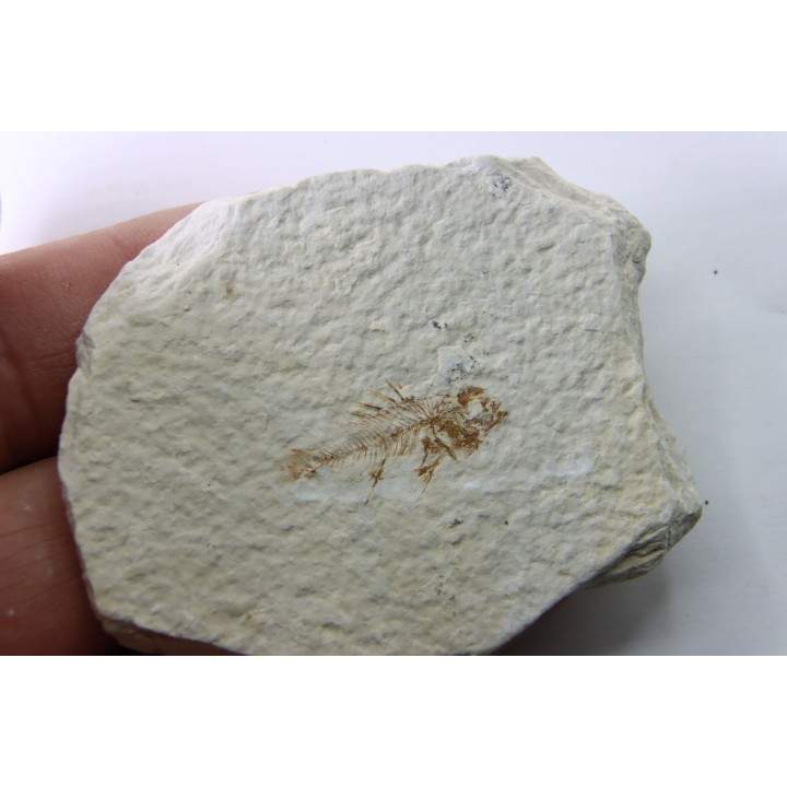 Priscacara serrata - juvenil