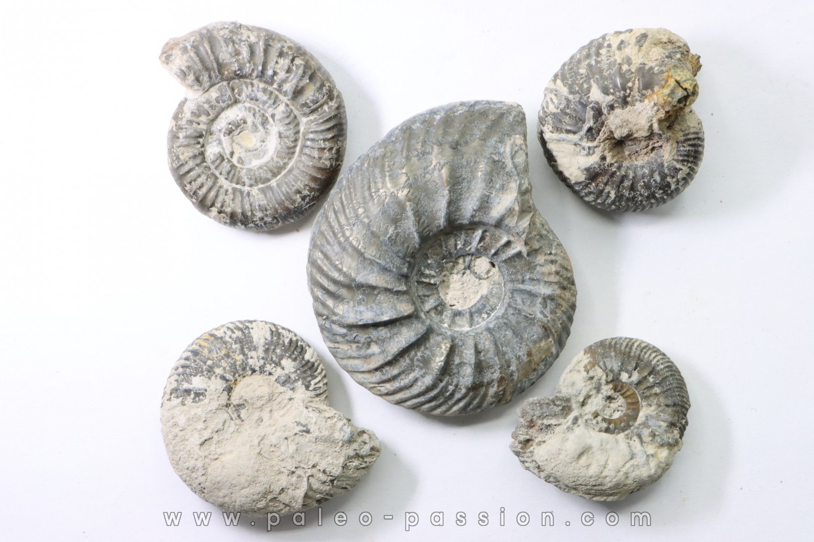 lot de 5 ammonites - callovien - fmt des marnes de Dives - Villers sur Mer - France