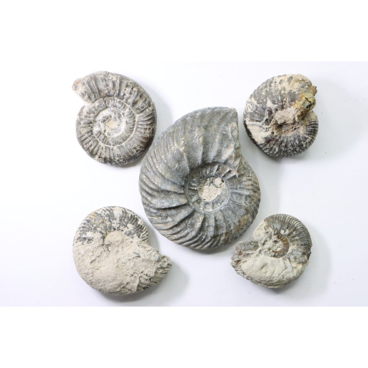 lot de 5 ammonites - callovien - fmt des marnes de Dives - Villers sur Mer - France