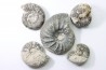 set of 5 ammonites // callovian // formation des marnes de Dives // Villers sur Mer - France