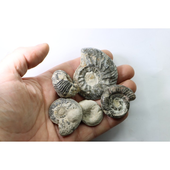 lot de 5 ammonites - callovien - fmt des marnes de Dives - Villers sur Mer - France
