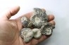 lot de 5 ammonites - callovien - fmt des marnes de Dives - Villers sur Mer - France