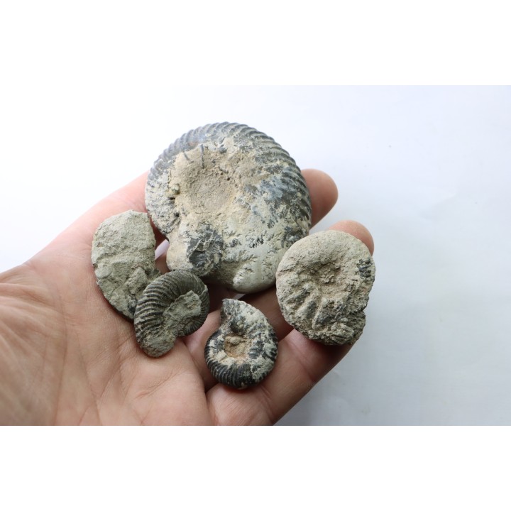lot de 5 ammonites - callovien - fmt des marnes de Dives - Villers sur Mer - France