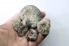 set of 5 ammonites  // callovian // formation des marnes de Dives // Villers sur Mer - France
