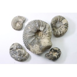 set of 5 ammonites  // callovian // formation des marnes de Dives // Villers sur Mer - France