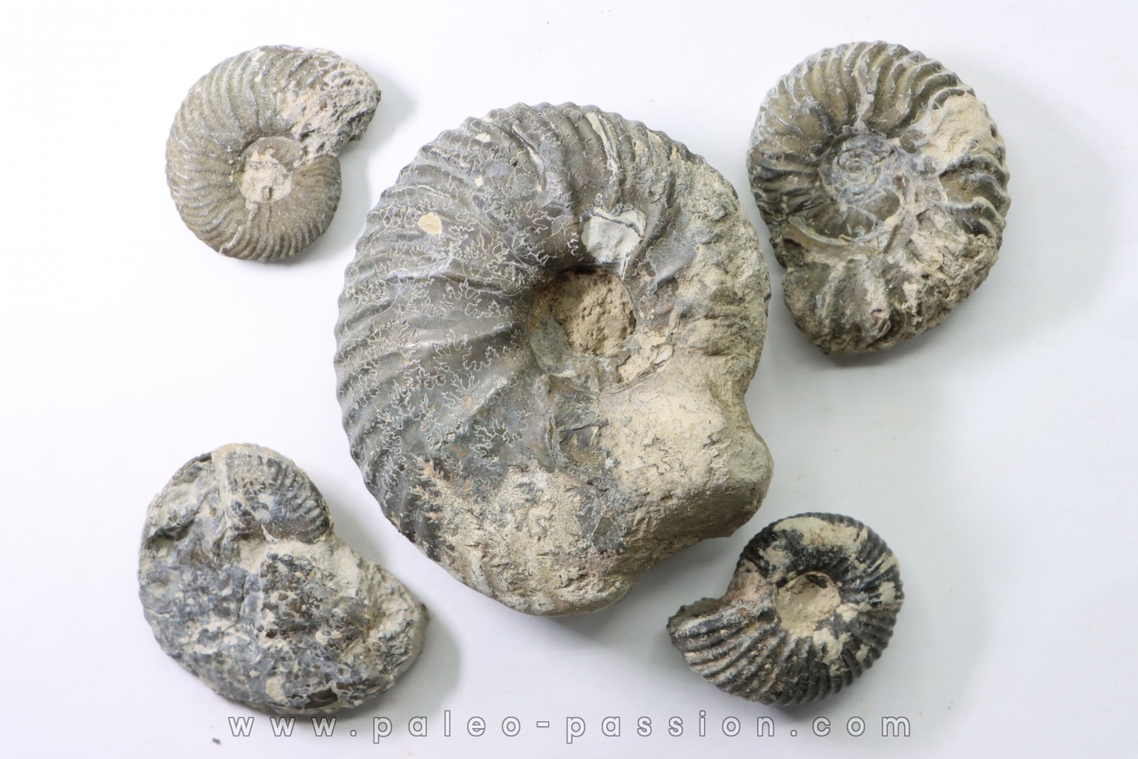 lot de 5 ammonites - callovien - fmt des marnes de Dives - Villers sur Mer - France