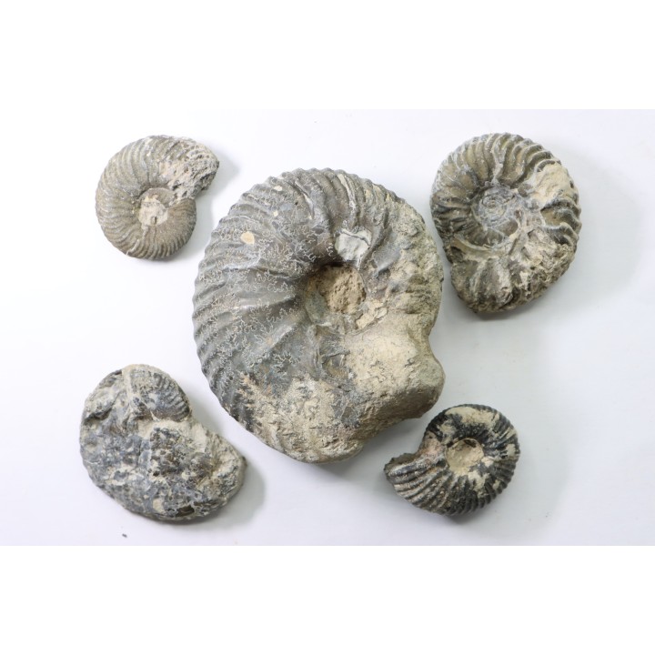 lot de 5 ammonites - callovien - fmt des marnes de Dives - Villers sur Mer - France
