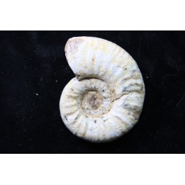 RARE  Mirosphinctes-aff-frickensis - Oxfordien - Madagascar