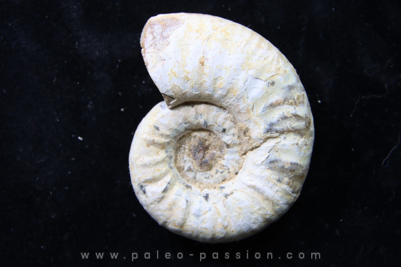 RARE Mirosphinctes-aff-frickensis - Oxfordien - Madagascar