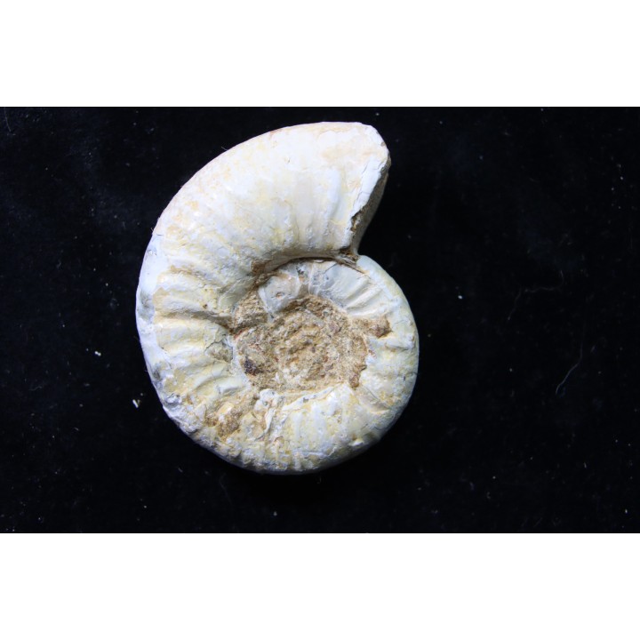 Mirosphinctes-aff-frickensis (4)